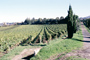 Le strade dell'olio e del Vino
