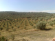 Le strade dell'olio e del Vino