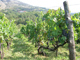 Le strade dell'olio e del Vino